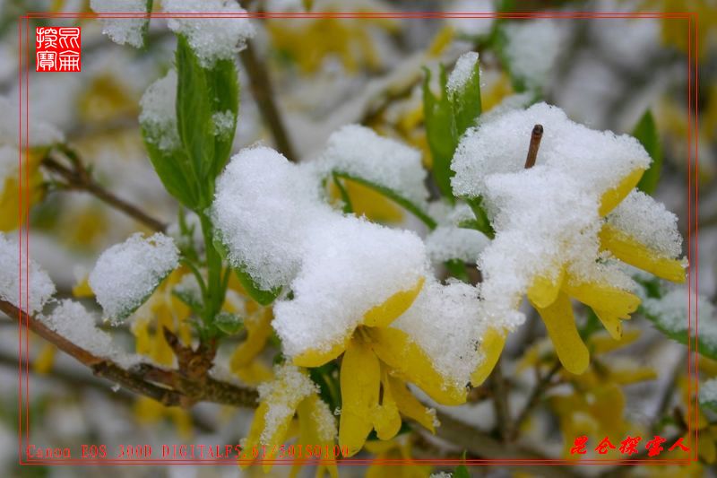 春雪润花 摄影 昆仑探宝人