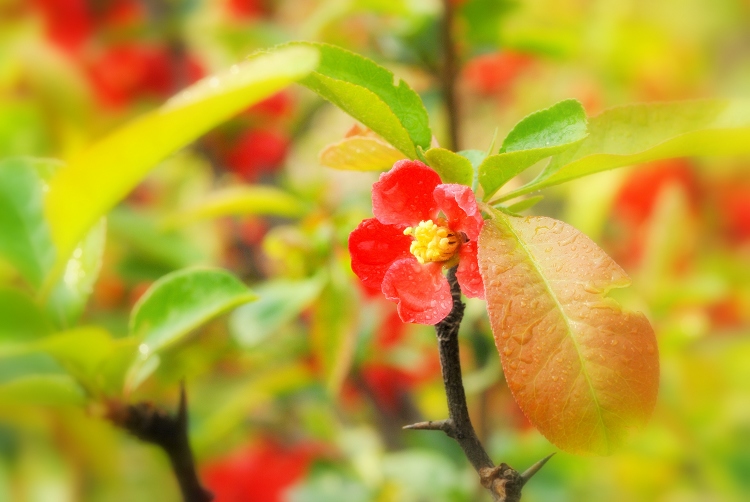 春暖花开 摄影 红色经典