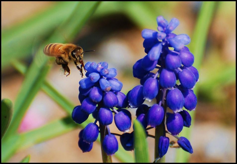 蜂与花（郁金香节1） 摄影 枫林叶