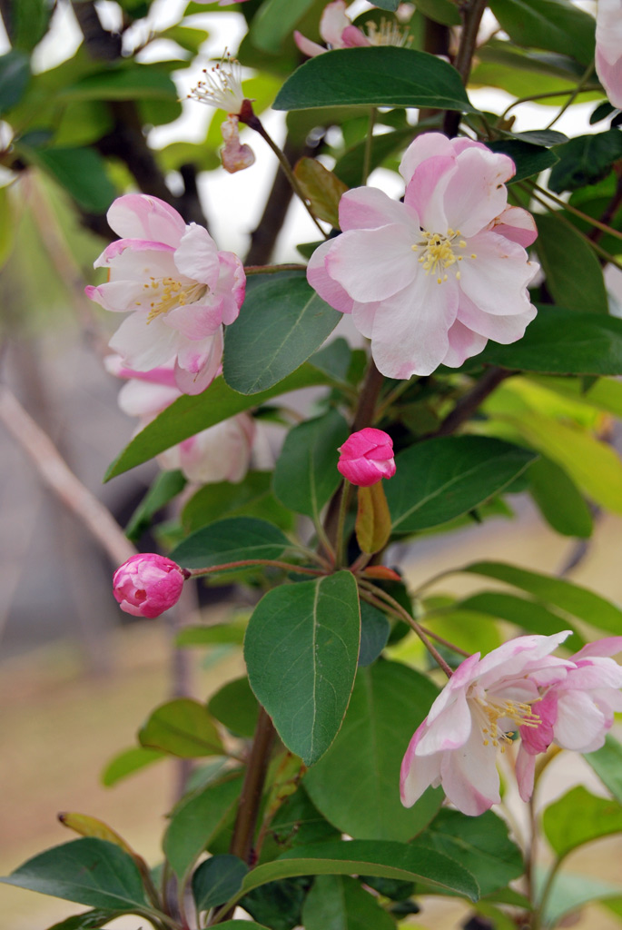 樱花 摄影 shen134