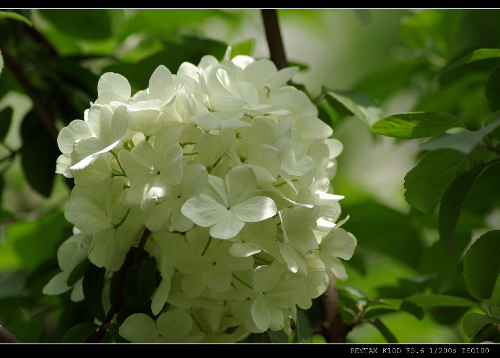 那些花儿5 摄影 月影絮语