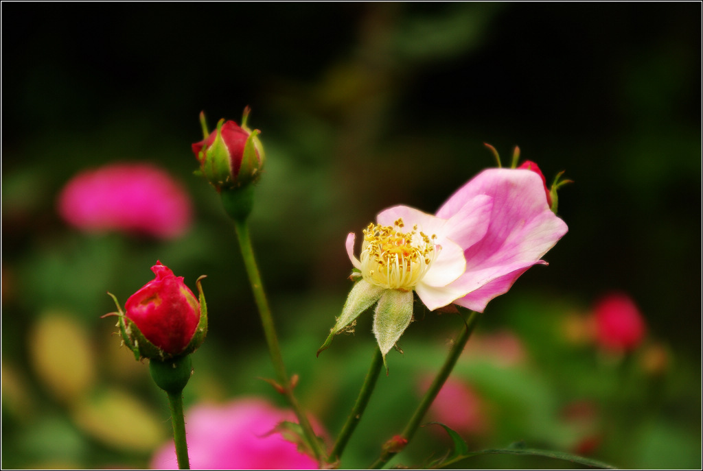 繁花点点 摄影 river62020