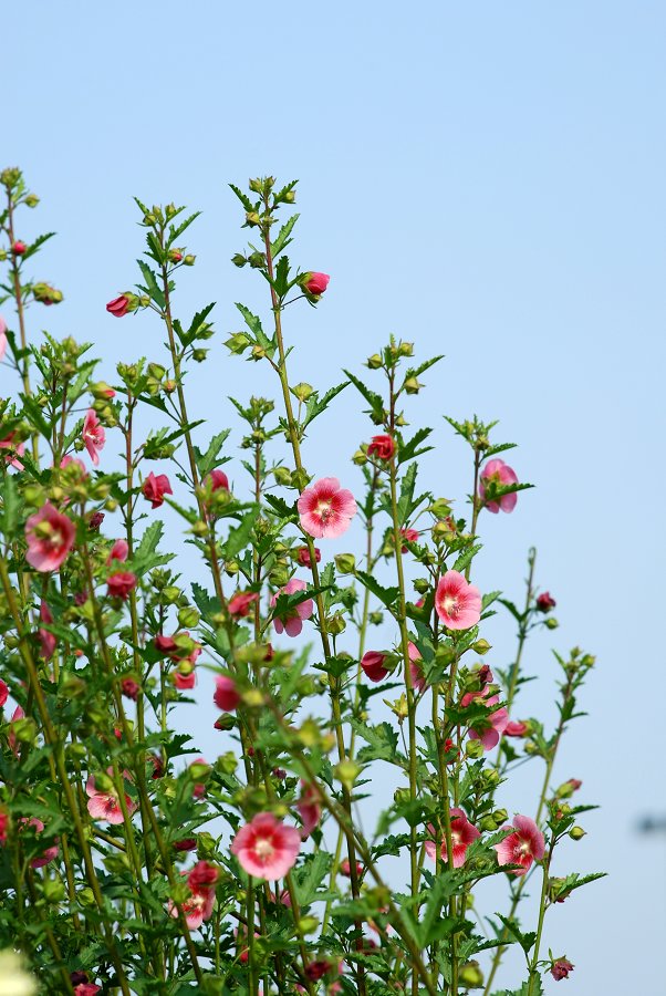 花草<二> 摄影 红枫明月