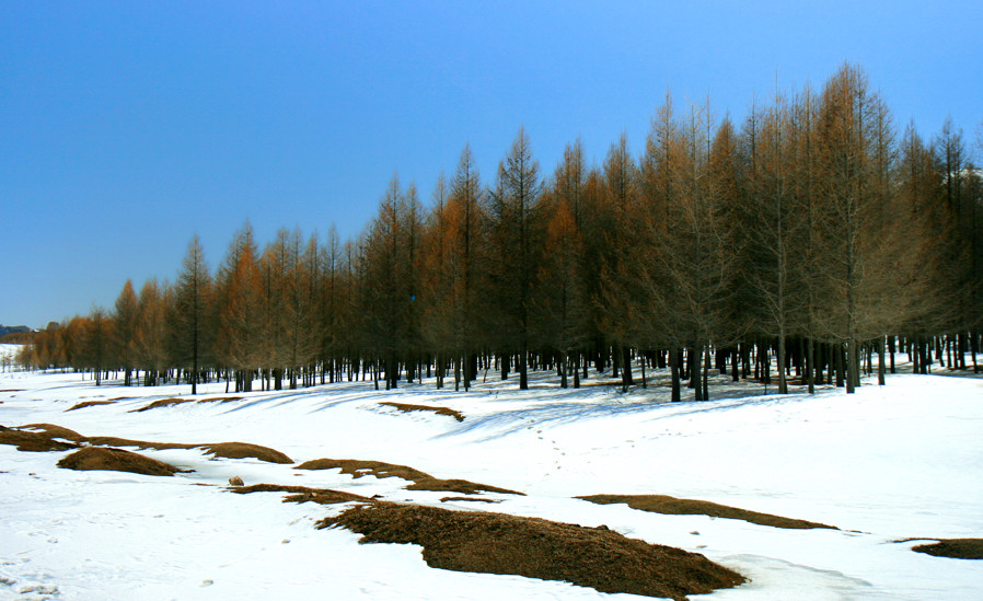 天山雪林2 摄影 杨工