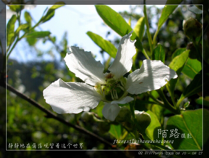 花卉 摄影 陌路