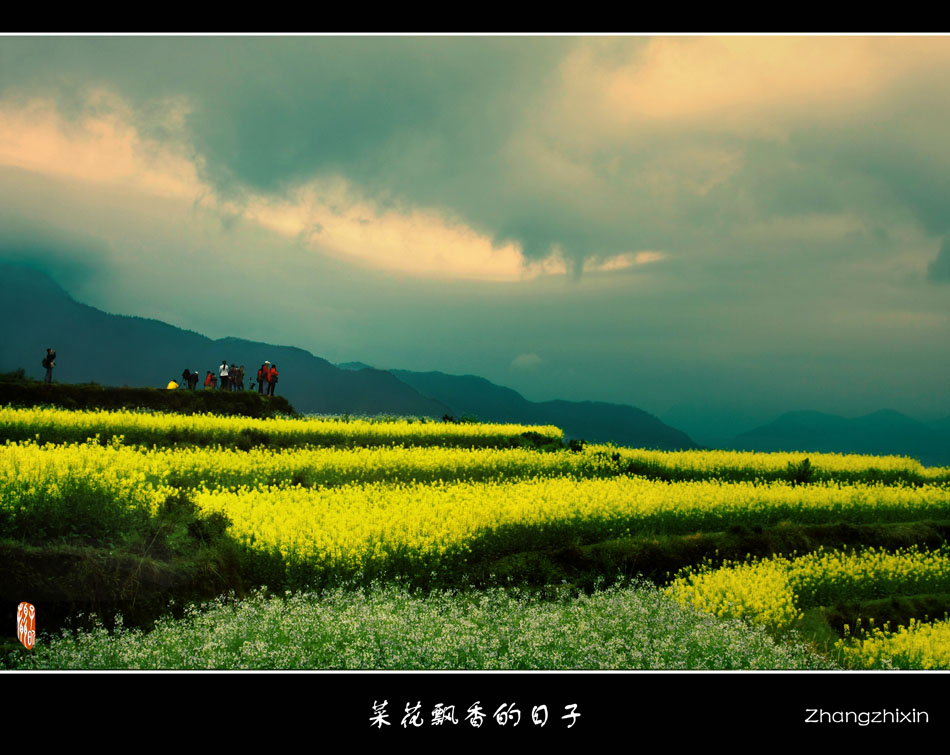 菜花飘香的日子 摄影 背后微笑