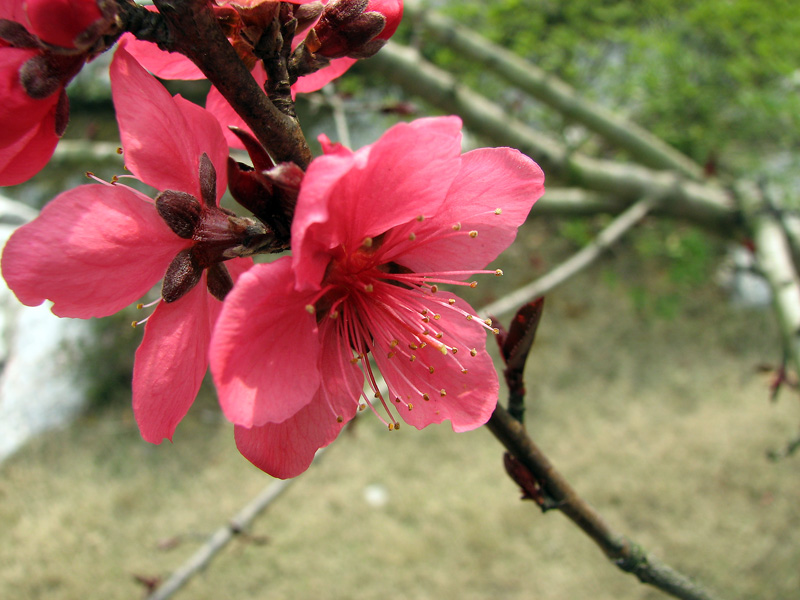 紫叶桃花 摄影 怀能