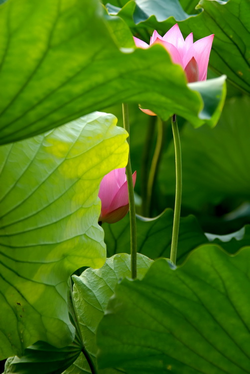 芙蓉相映舞翩阡 摄影 耕石寮