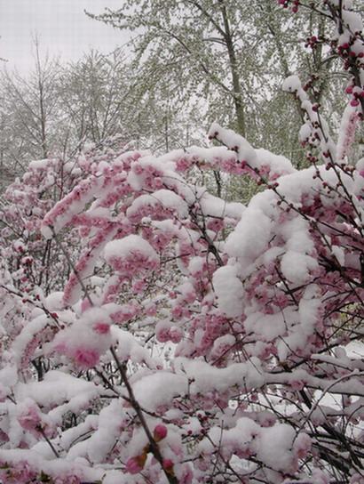 雪景 摄影 菜中菜