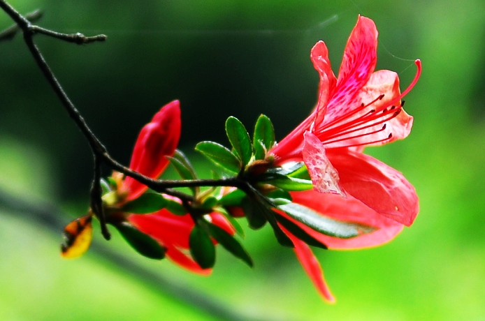 杜鹃花 摄影 江门仔