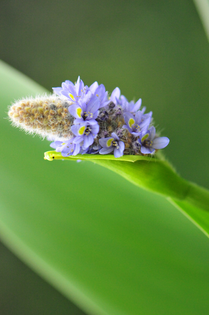 小花 摄影 瑞点