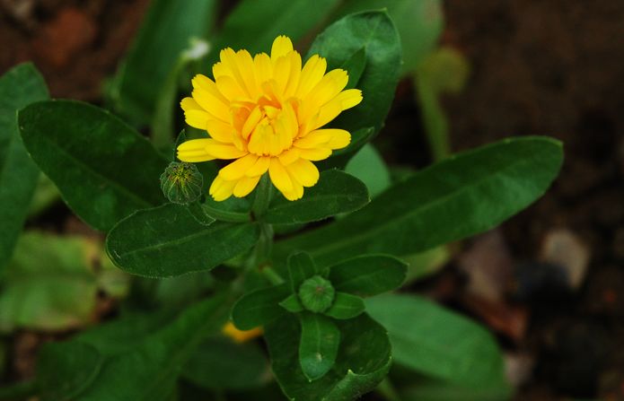 花季 摄影 雨v季