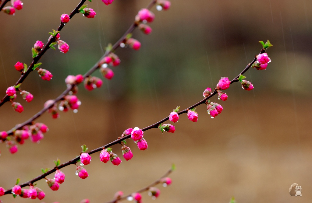 蜂花岁月（七） 摄影 眼镜萧