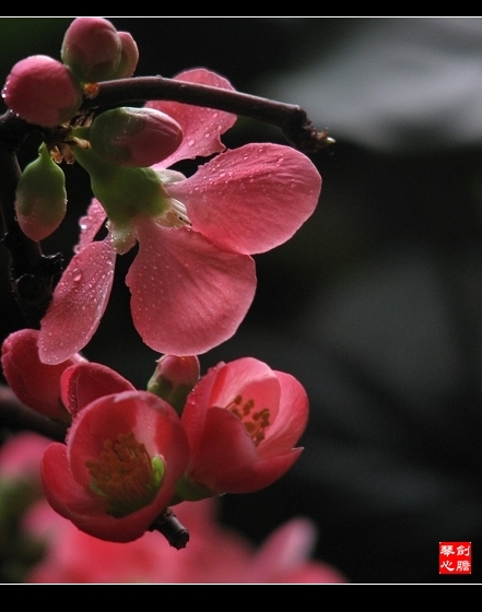 畏落众花后 无人别意看（海棠花开系列） 摄影 剑胆琴心JDQX