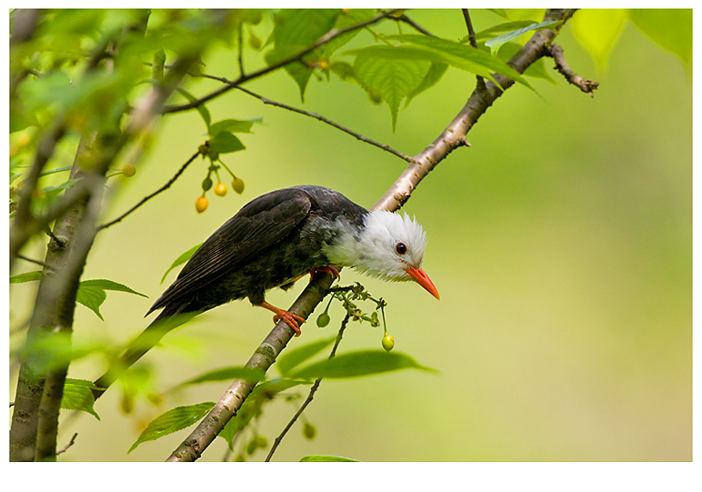 黑短脚鹎 摄影 pigeon