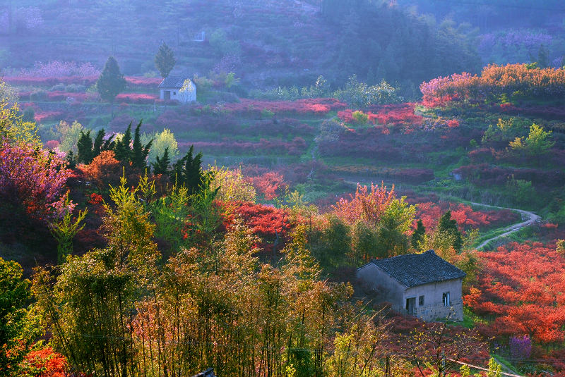 <色染春山> 摄影 Robbin