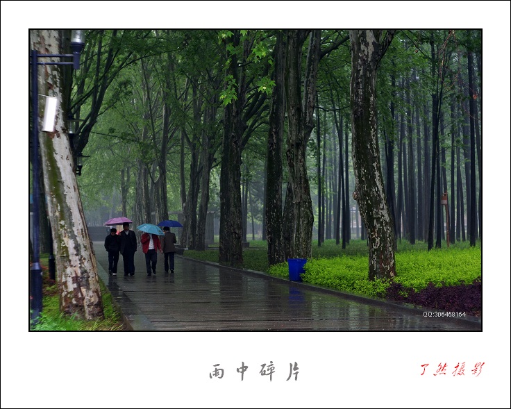 ++雨中碎片（解放公园）++ 摄影 Rowater