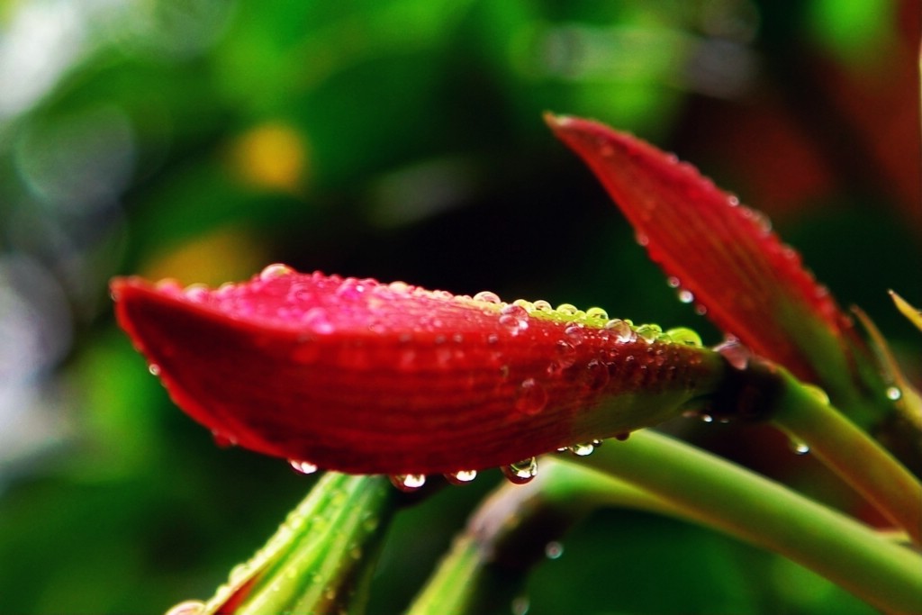 雨后花蕾 摄影 秘境旅行者