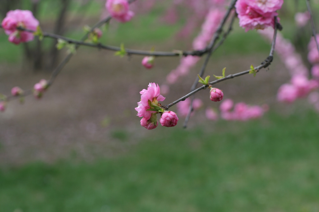 花-1 摄影 良辰蓝色风