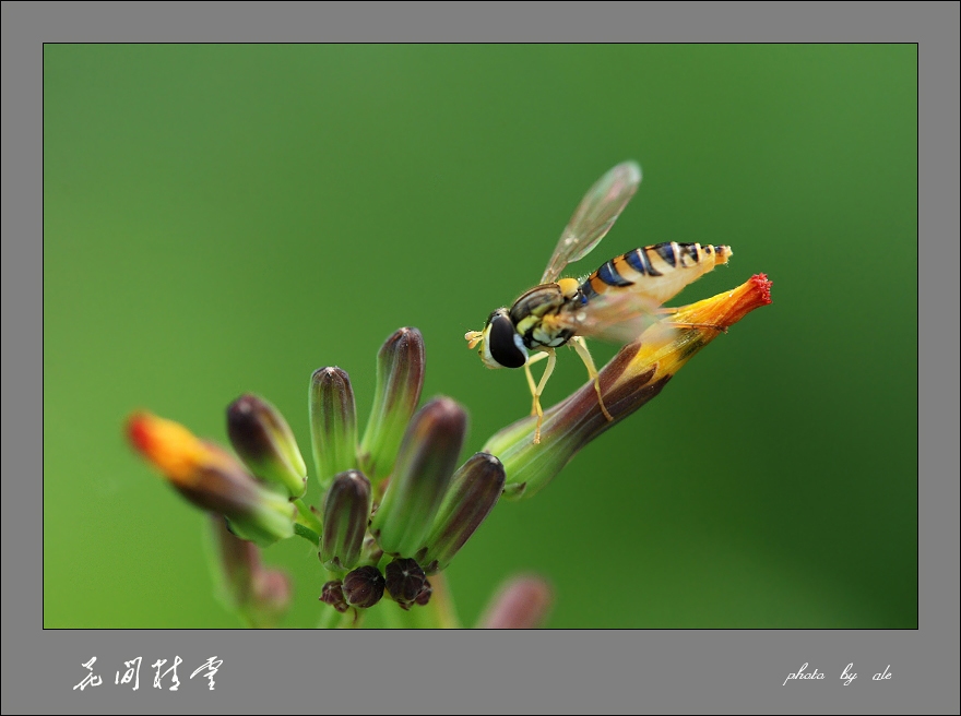 2008花间精灵(1) 摄影 阿乐