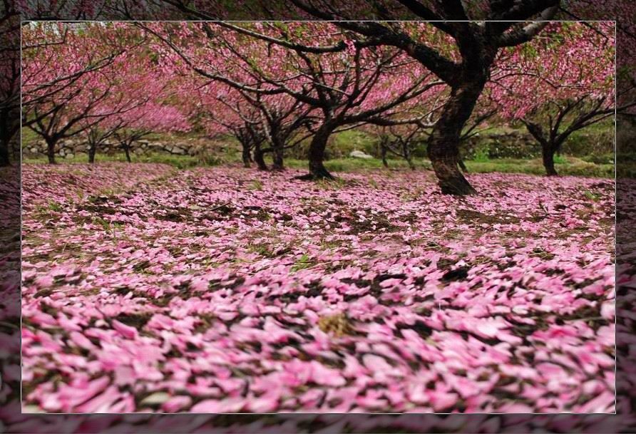 梦里桃花落满地 摄影 nb泥巴