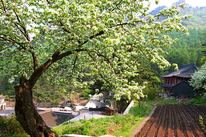 梨花映古寺 摄影 清涟无影