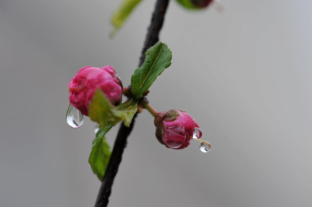 雨露 摄影 俺是新手