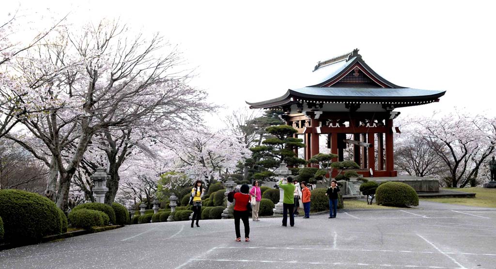 日本印象——四月樱花 摄影 林雨