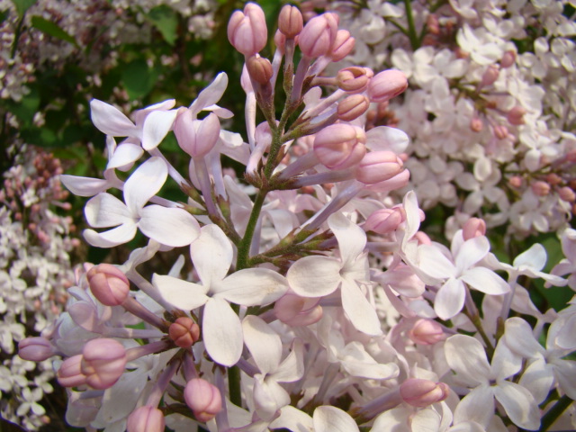 丁香花 摄影 关东火眼