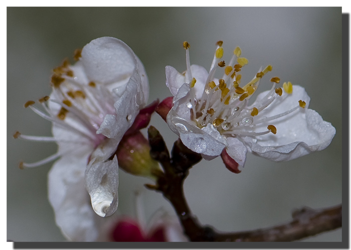 雨后杏花 摄影 郑毅