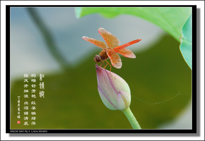 荷塘拾趣404—红蜻蜓 摄影 征程