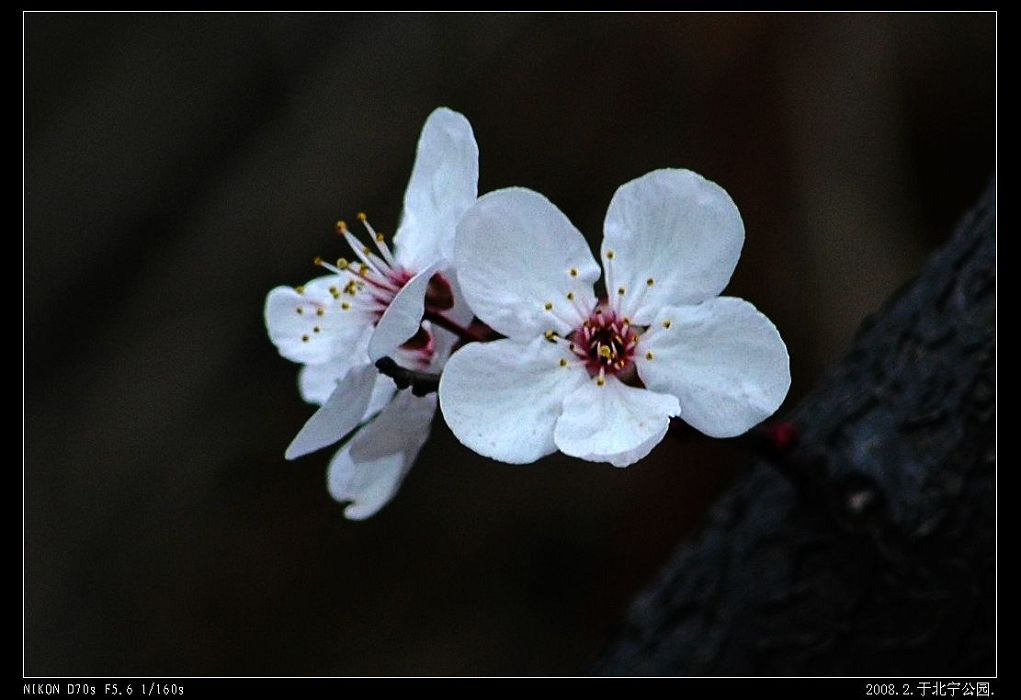 桃花 摄影 ayongas