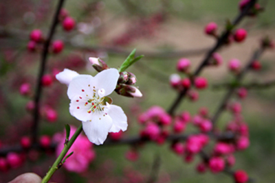 映 摄影 涯芽