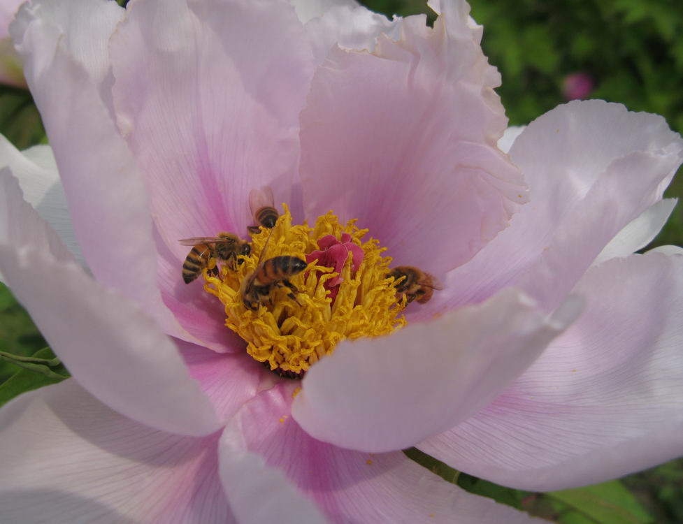 花中聚会 摄影 zhaoyanhong