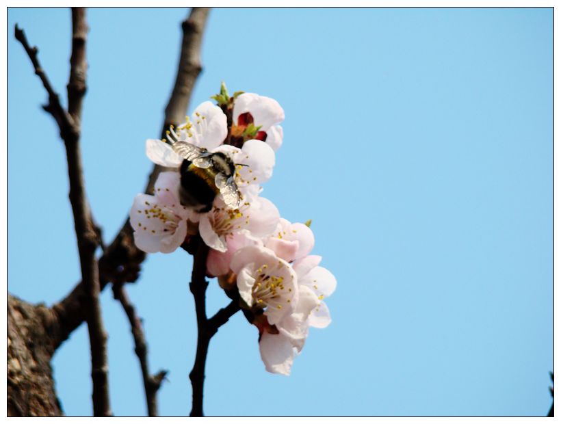 小蜜蜂 摄影 平常思念