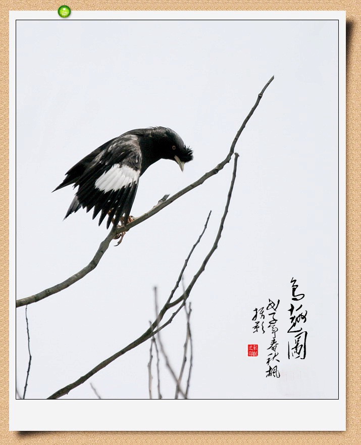 鸟趣图(九十五) 摄影 秋枫01