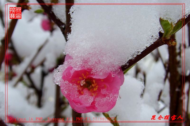 雪中精灵 摄影 昆仑探宝人