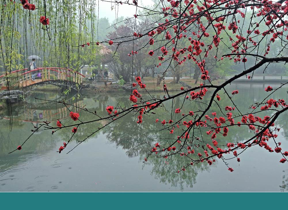 春雨润花 摄影 西部摄驴