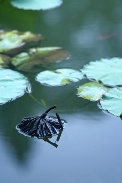 春池残蓬 摄影 口不遮拦