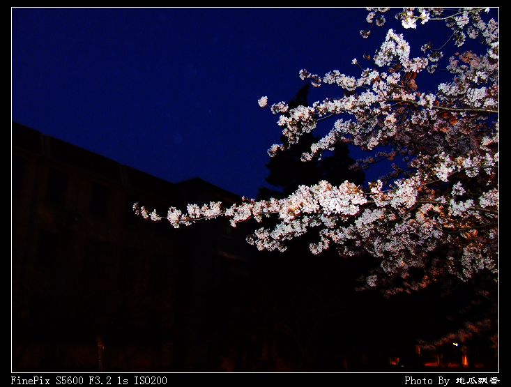 夜色中的樱花－南理工 摄影 地瓜飘香