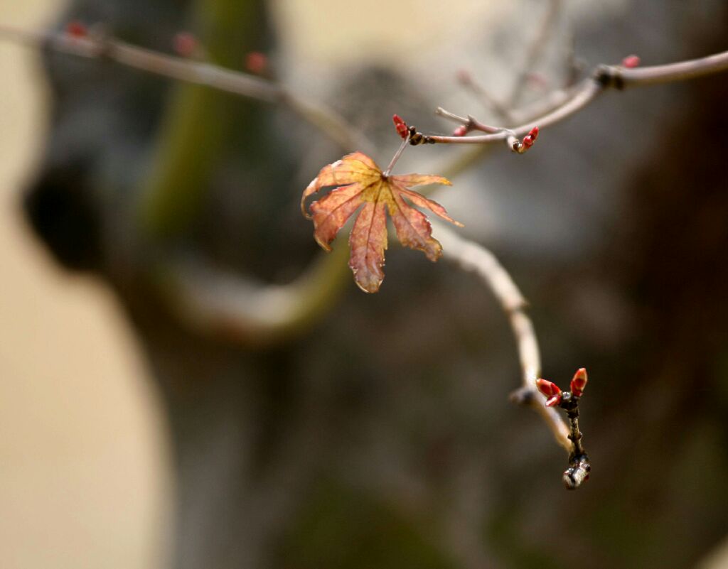 枯叶与新芽的对话 摄影 三人