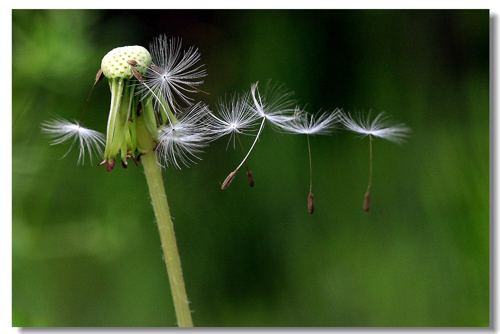 空中芭蕾 摄影 梅文