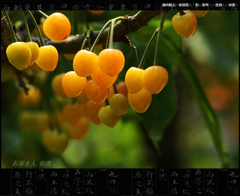 樱桃 摄影 石屋主人