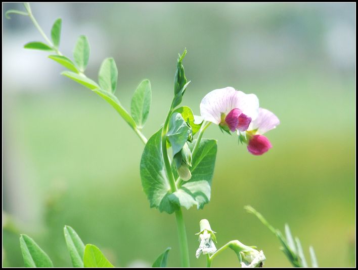 豆花 摄影 叶子杂草