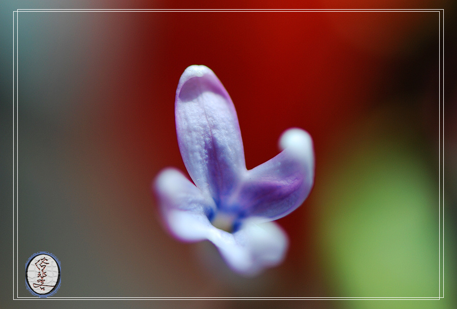 丁香花 摄影 俗家客