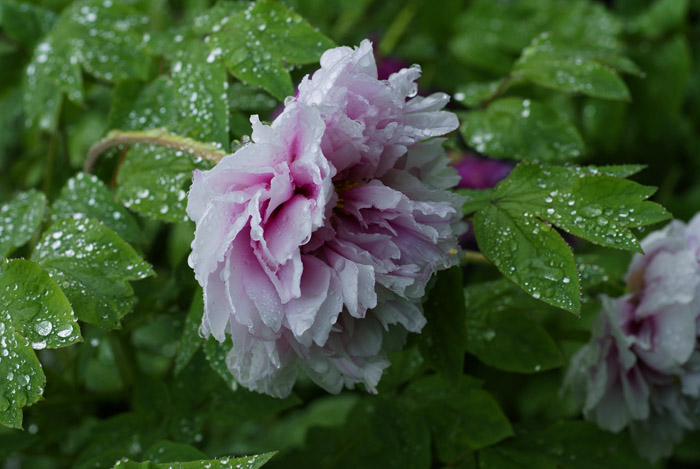 细雨蒙蒙赏牡丹 摄影 zhanzhenlin