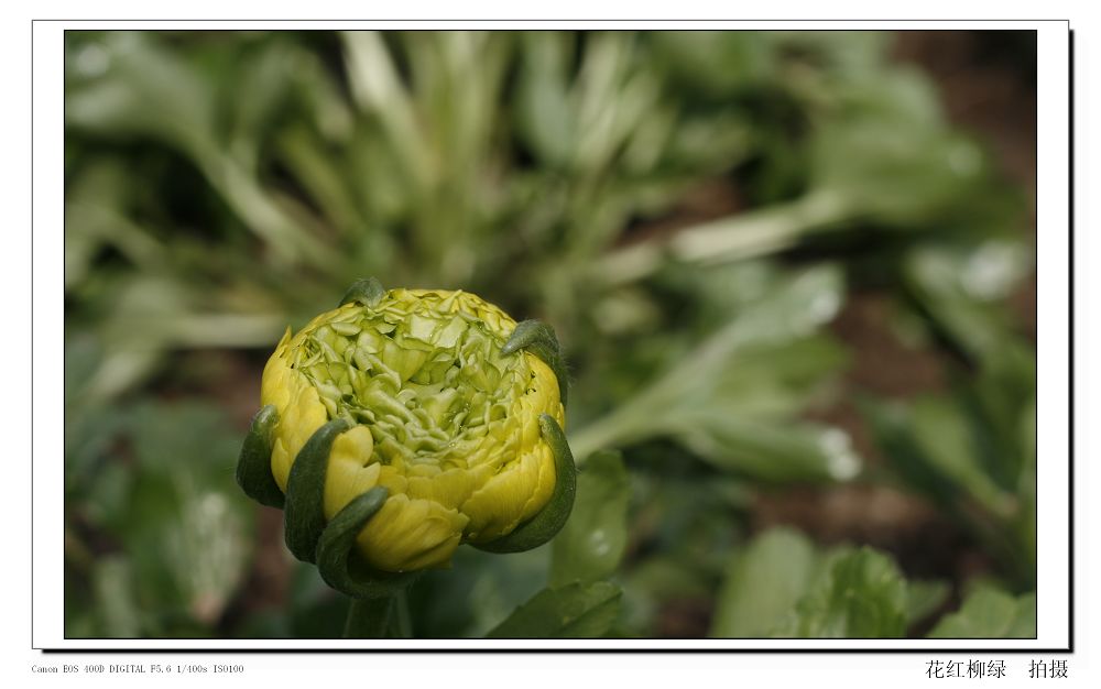 香山菊花 摄影 花红柳绿