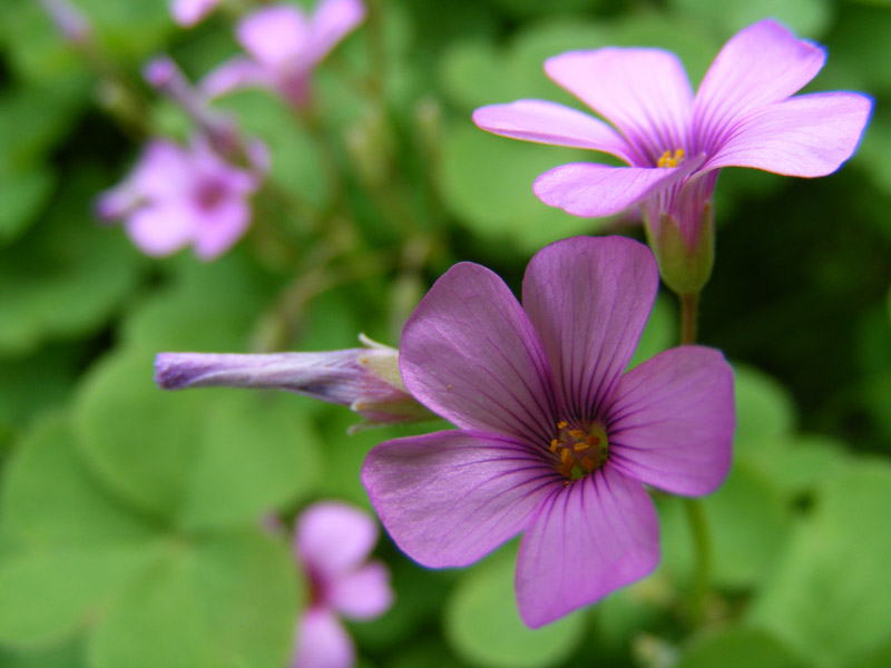 flower 摄影 狼狼狼