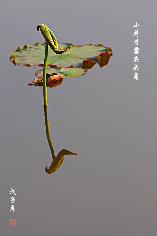 小荷才露尖尖角 摄影 深流静水