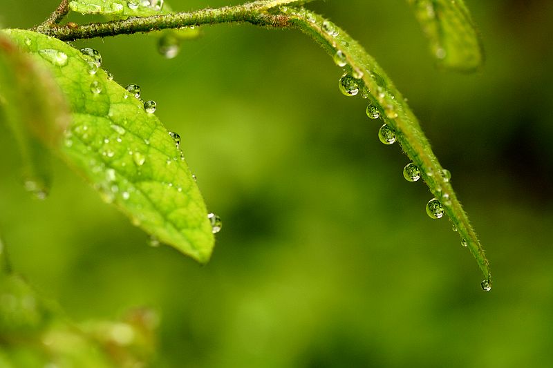 春雨 摄影 山村大夫